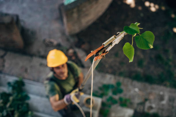 Best Arborist Consultation Services  in Aledo, TX